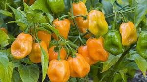 Piment Habanero Orange